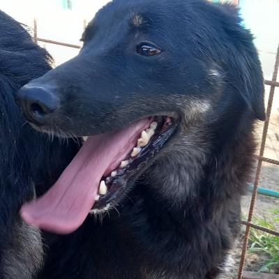 Bruno
