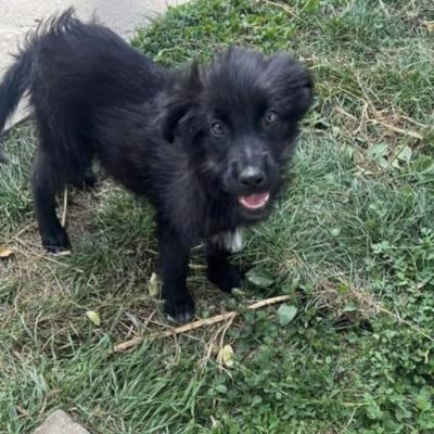 Ronja