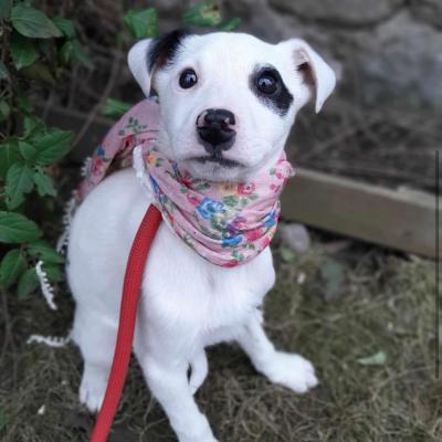 Piper