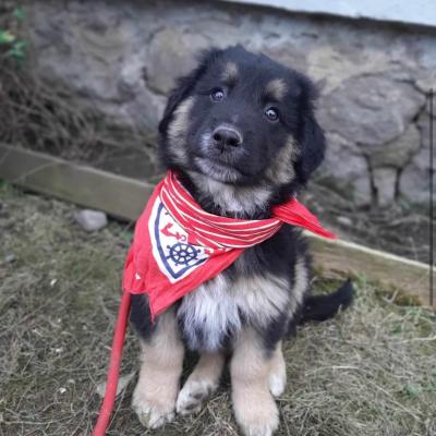 Kujo