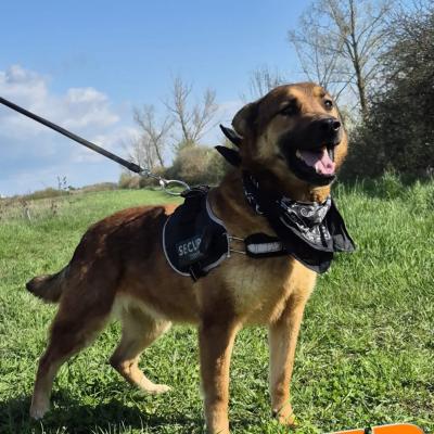 Cooper 